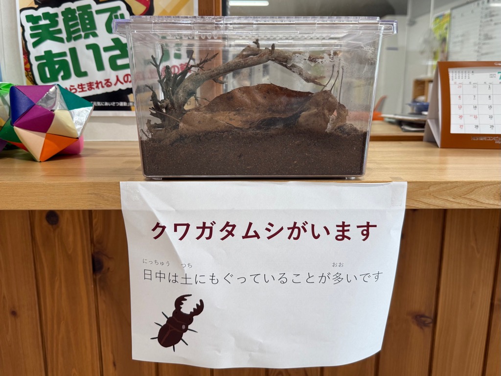 0707クワガタ