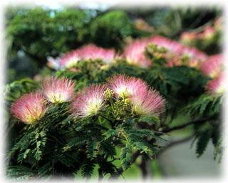 濃い緑の茎と薄桃色の花を咲かせるねむの花の写真