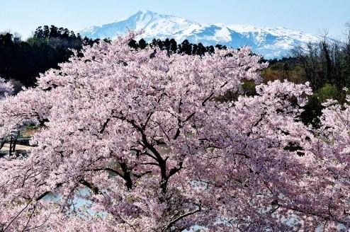 青空と山を背景に咲き誇る桜の写真