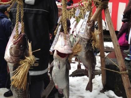 雪の上で縄に縛られた魚が吊るされている写真